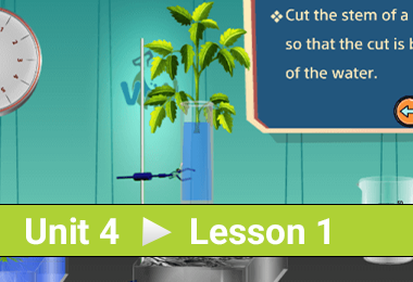 Prove the rise of water in plants by the force of transpiration